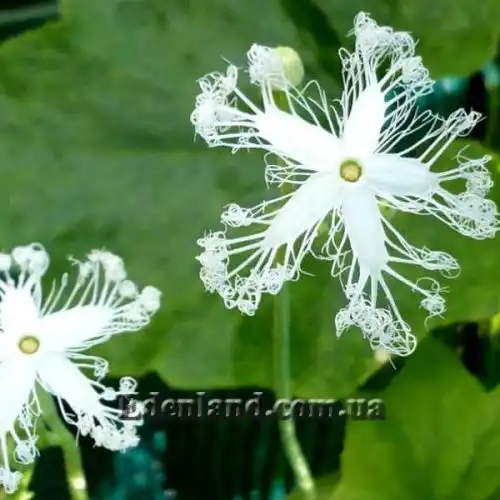 Изображение Трихозант, змеевидный огурец - Trichosanthes cucumerina