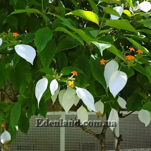 Зображення Мусенда Сандера - Mussaenda sanderiana 