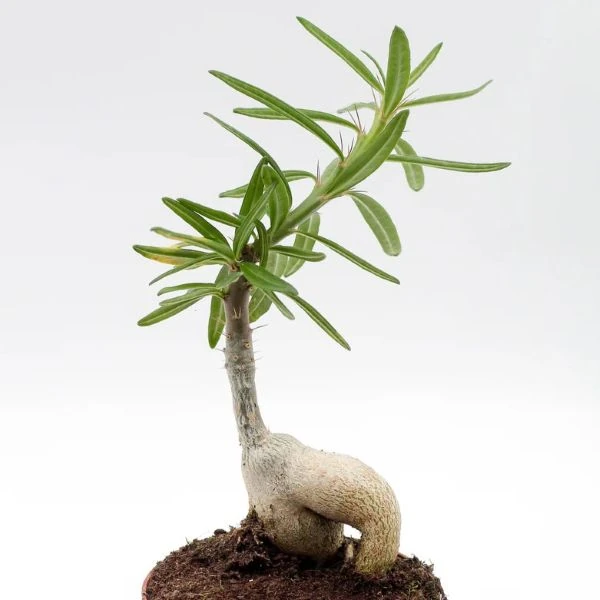 Зображення Пахіподіум сукулентний  - Pachypodium succulentum 