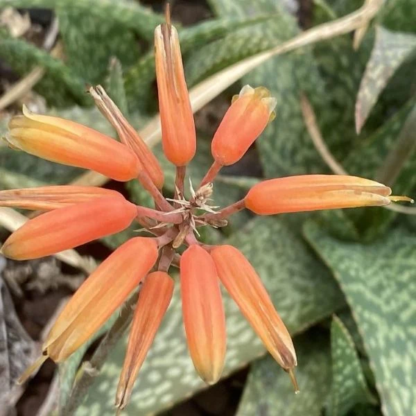 Изображение Алоэ Рауха  - Aloe rauhii