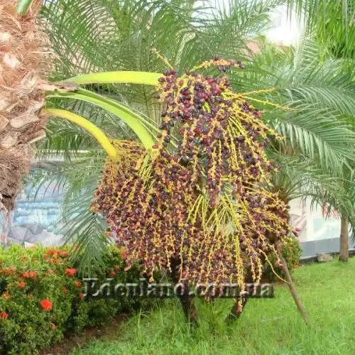 Зображення Фінік Робелена - Phoenix roebelenii