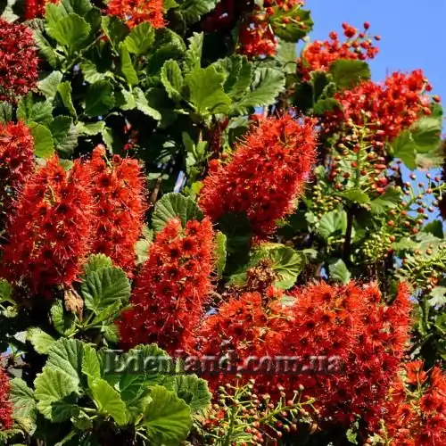 Изображение цветущий куст